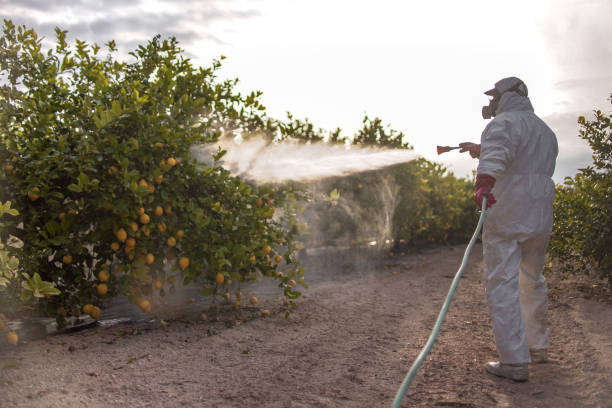 Best Ant Control Services  in Columbia Heights, MN