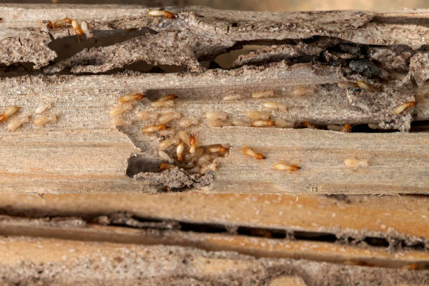 Best Bed Bug Extermination  in Columbia Heights, MN